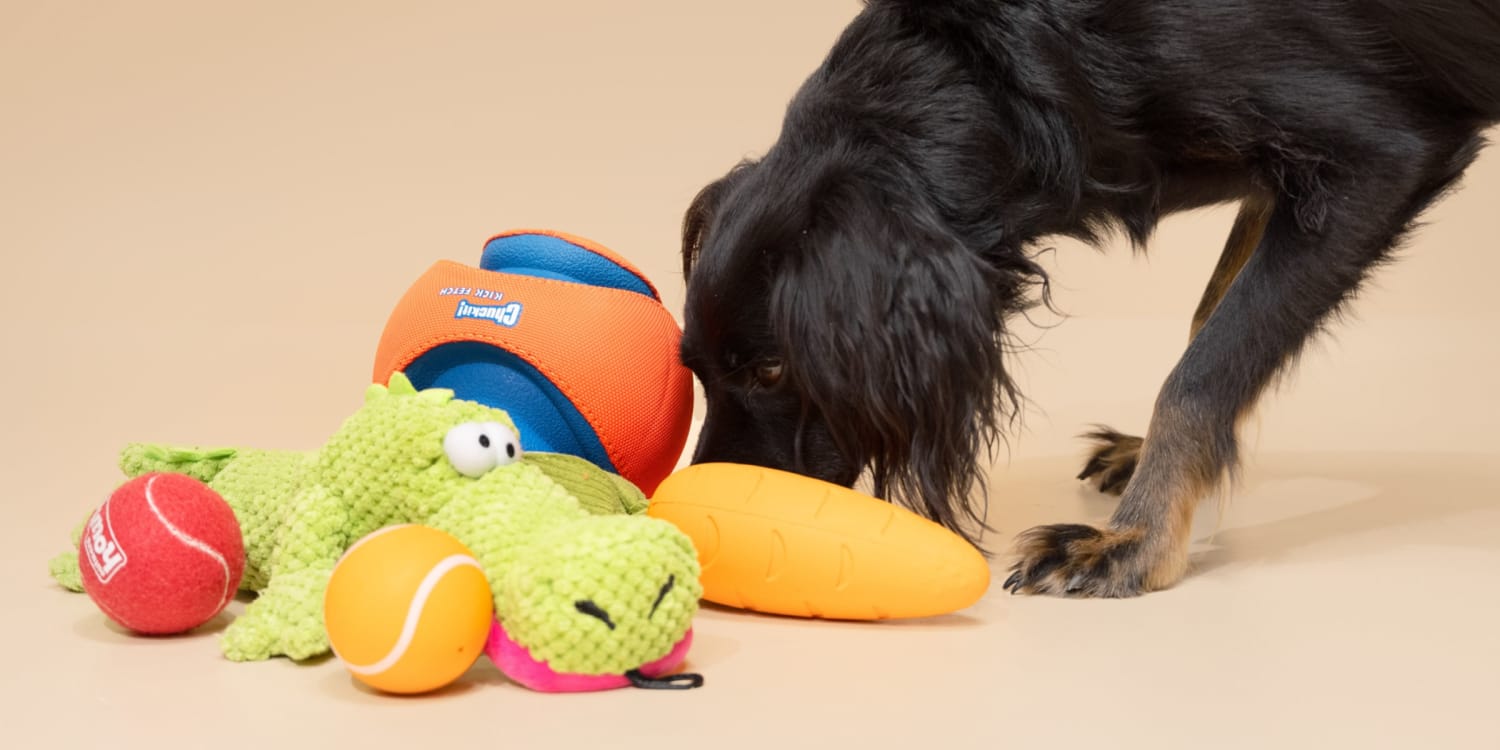Dog Toys